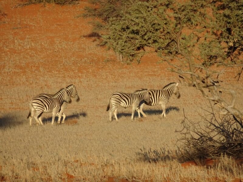 Zebras Zebras in Kalahari