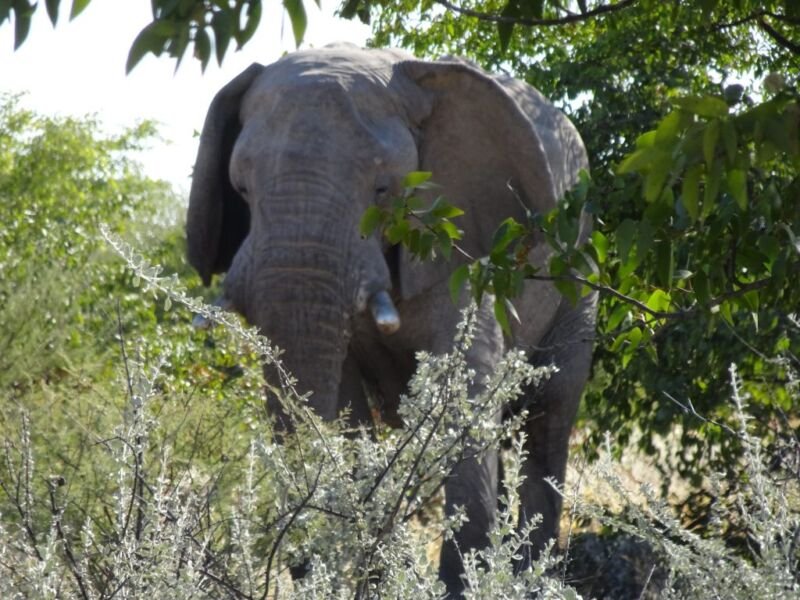 Elephant Elephant in Etosha National Park