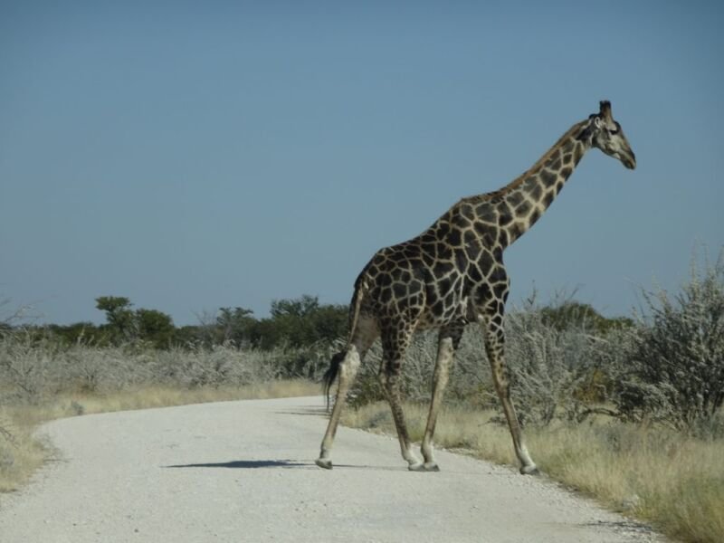 Giraffe crossing the road Giraffe crossing the road in Etosha