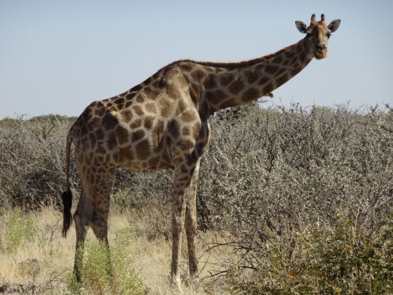 Giraffe Giraffe in Etosha National Park