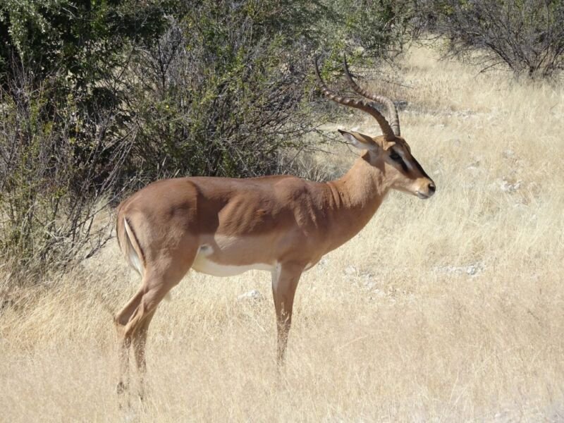 Impala Impala in Etosha National Park