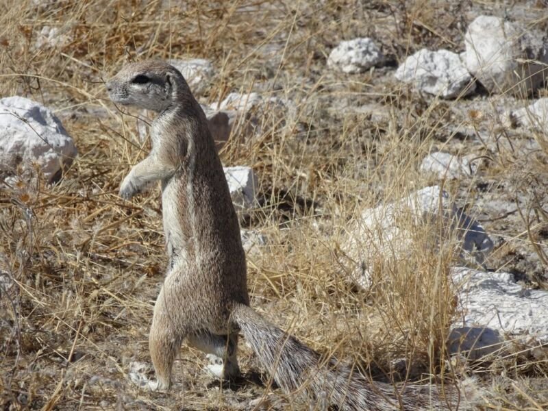 Ground squirrel ground squirrel in Etosha National Park