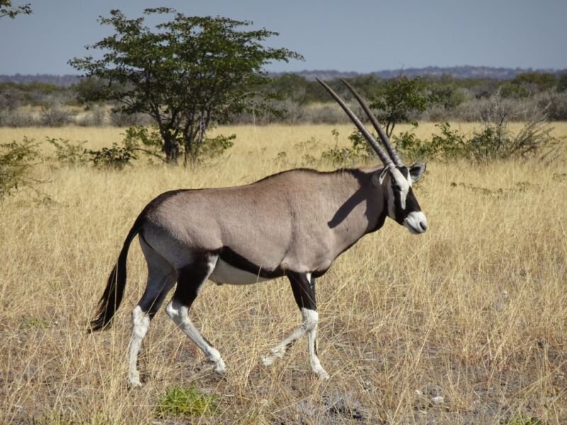 Oryx Oryx in Etosha National Park