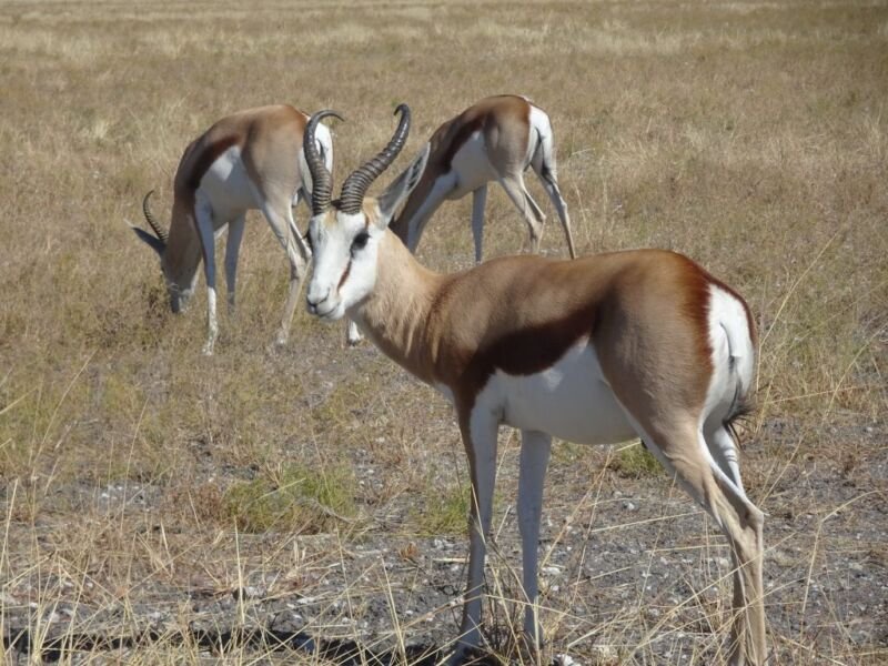 Springbok Springbock in Etosha National Park
