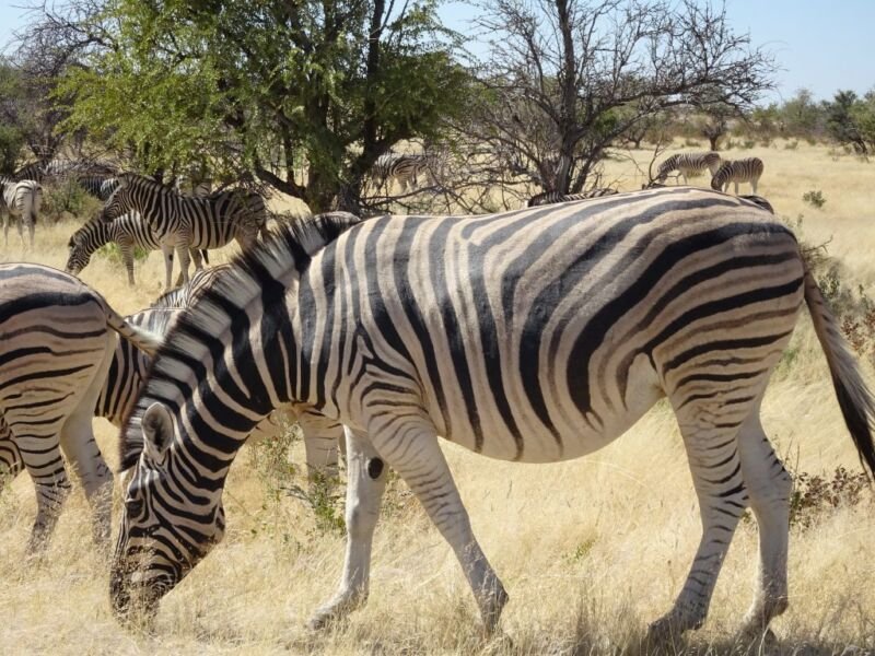 Zebras Zebras in Etosha National Park